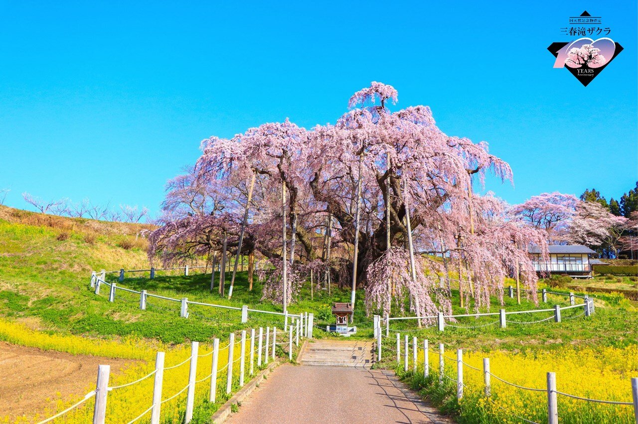 16【三春町】滝桜.jpg